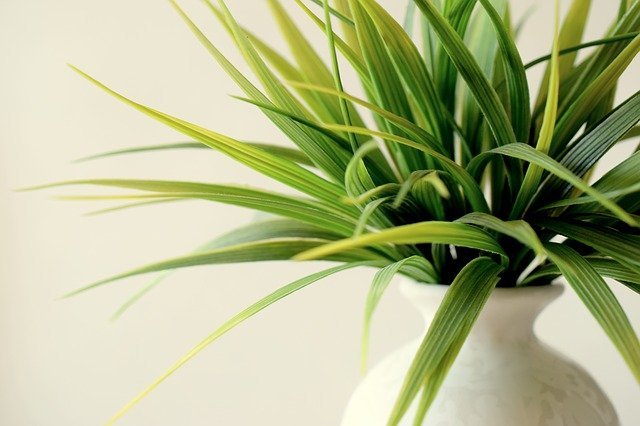 best indoor succulent plants